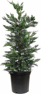 Murray Cypress Tree | Large 3 Gallon Plant | Cupressus x Leylandii | Live...
