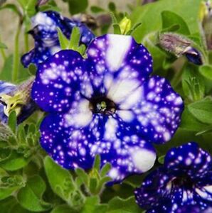 Petunia Seed 100 Starry Sky Blue Petunia Seeds Petunia hybrida Morning Glory