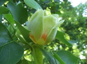 Tulip Poplar (Liriodendron Tulipifera) [APIARISTS,BEEKEEPING,NECTAR,NATIVE, 12+]