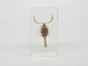 Large Brown Scorpion in Lucite, Resin