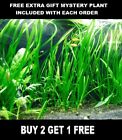 6 Vallisneria Jungle Val Bunch Live Aquarium Plants BUY2GET1FREE beginner tank