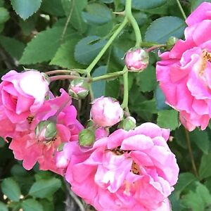 2 Heirloom Pink Climbing Rose Bushes 7 Sisters  Rambler Live  Plants