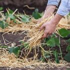 100% Natural Quality Garden Straw Mulch For Vegetables Plants Fruits Weeds Grow