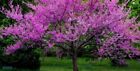 30 seeds Eastern Red Bud Tree / Cercis Canadensis - organically grown