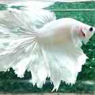 Live Betta Fish White Platinum Male Rosetail with DOA Guarantee S1019