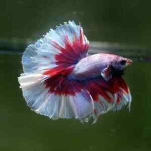 New ListingLive Freshwater Aquarium Betta Male Halfmoon Pink Salamander- Retail & Wholesale