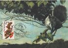 Grey Squirrel Fauna Wildlife Canada USA Art Kentucky Mint Maxi Card FDC 1987