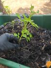 American Elderberry sambucus canadensis Live Plant Fully rooted