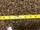 100-1000 Dubia Roaches Live Feeders SMALL 3/8 - 1/2 (NOT XSMALL) READ SHIP RULES