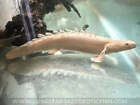 Platinum Endlicheri Bichir / Polypterus endlicheri - Live Freshwater Fish