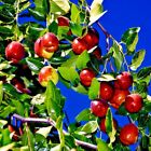 10 JUJUBE FRUIT TREE SEEDS RED CHINESE DATE INDIAN PLUM Superfruit Fast Hardy