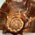Pacific Crown Conch Sea Shell from Mazatlan, Mexico Treasure Of Beach Decor Fun!
