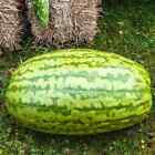 50+ Carolina Cross Watermelon Seeds for Garden Planting - USA - FREE SHIPPING!