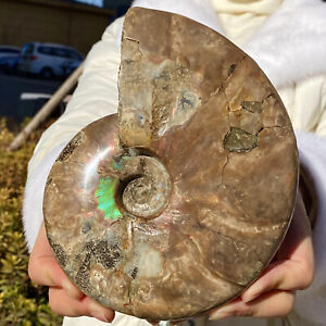 3.39LB atural beautiful Color Conch Ammonite Fossil Quartz Specimen Reiki