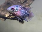 LIVE Freshwater Asian Flowerhorn Cichlid Fish Amphilophus hybrid