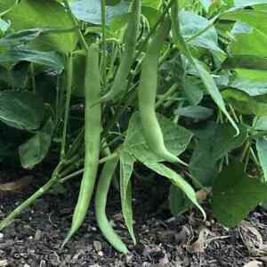 Tendergreen Improved Bush Green Bean Seeds, Stringless, NON-GMO, FREE SHIPPING