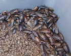 Dubia Roach starter colony 40 females/10 males plus 100 small to medium