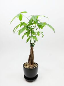 Live Patchira (Money) tree with Ceramic Black Pot & Saucer (22 inches tall)