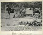1962 Press Photo A bull and cow moose roam a residential Duluth neighborhood.