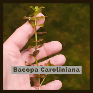 Buy 2 Get 1 Free!! Bacopa Caroliniana Single Bare Root Freshwater Aquarium Plant