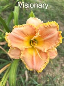 Daylily 'Visionary', Perennial, Rebloom, $15 Double fan