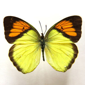 insect 5 unmounted butterfly pieridae ixias pyrene GUANGXI SPRING FORM A1 A1-