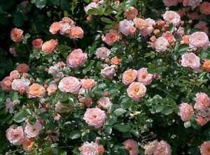 Apricot Drift® Groundcover Rose - Starter Plant ( 8m ) ( 1 live plant )