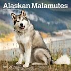Browntrout,  Alaskan Malamutes 2024 Wall Calendar