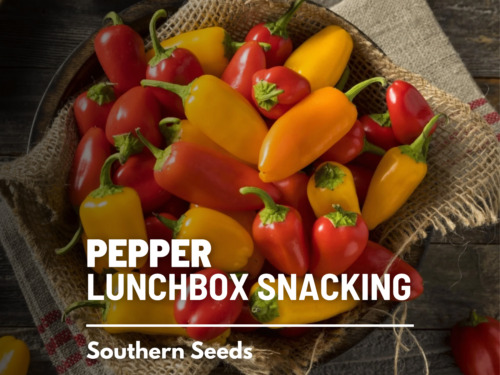 Pepper, Lunchbox Sweet Snacking - Heirloom seeds •  Non-GMO