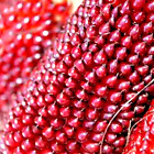 75+ STRAWBERRY RARE RUBY CORN SEEDS RED SPRING SWEET HEIRLOOM NON-GMO POPCORN US