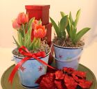 Potted Tulip Bulb Gift | Perfect Holiday Gift | Multicolor| Ready to Bloom