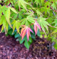 Japanese Maple Tree-Live Plant. Green Acer Palmatum 18”