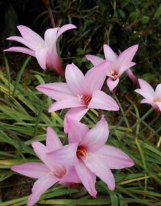 Rain Lily, Habranthus, 5 fresh bloom size bulbs,  zephyranthes, free ship!!!