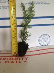 Italian Cypress Live Plants 4 inch pot