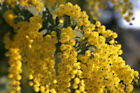 Acacia Baileyana Seeds - Golden Mimosa - Yellow Wattle Tree - 10, 25, or 50 Seed