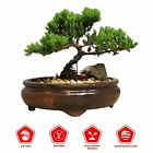 Juniper Bonsai Live Tree in Japanese Handmade Ceramic Pot