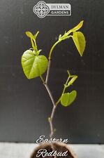 Eastern Redbud Tree Seedling - Cercis canadensis - Live Plant - 8 to 10 inches