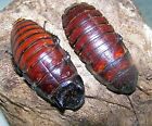 12 pairs Giant Hissing roach,dubia alturnative,reptile,feeder,insect,bug,school