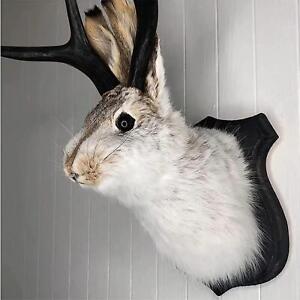 Jackalope Statue Wall Mount Antler Rabbit Head Hang Sculpture Animal Home Decor