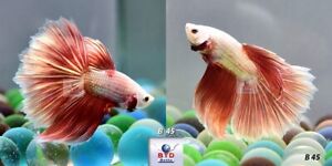 Live Betta Fish B45 Male Fancy Pink Rose Gold HM Premium Grade from Thailand