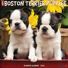 Just Boston Terrier Puppies 2024 12
