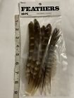 10 Feathers RINGNECK PHEASANT Natural Feathers 8