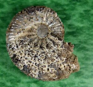Jeletzkytes sp. – Ammonite – Fox Hills Fm., South Dakota