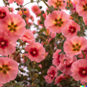 80+ Monroe's Globemallow Seeds | Flowering Shrub, Drought Tolerant Flower Bush
