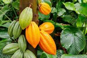 Cacao Tree Seeds for Planting Wet Cocoa Seeds Rare, Exotic Cacao Tree Seeds