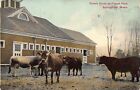Select Cattle Stock at Forest Park, Springfield, MA., postcard, used  in 1912
