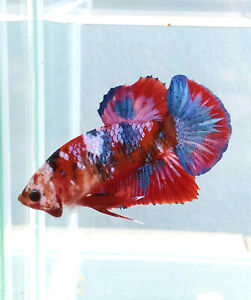 New ListingLive Betta Fish Male Galaxy Multicolor fancy PINK HMPK 007