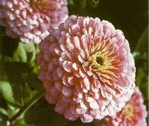 Zinnia- Luminous Pink- 100 Seeds- BOGO 50% off SALE