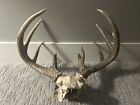 Very Big Taxidermist Mount, Wild Dead Whitetail With 9 Points With Mass.