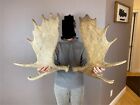 Shiras Moose Antler Set Shed Match Horns Mount Carving Wild Pair Rustic Decor
